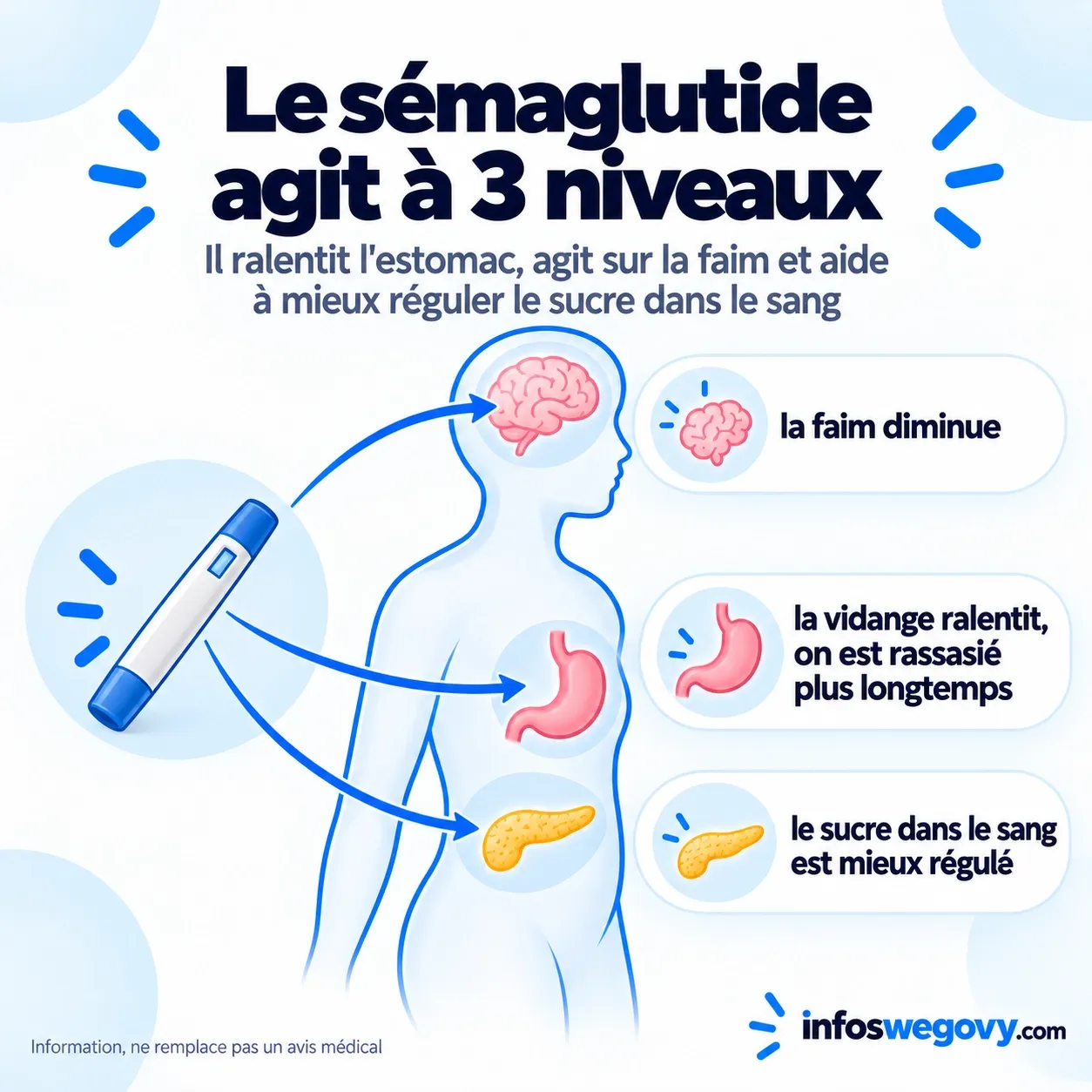 Le sémaglutide ralentit l'estomac, agit sur la faim dans le cerveau et régule le sucre dans le sang
