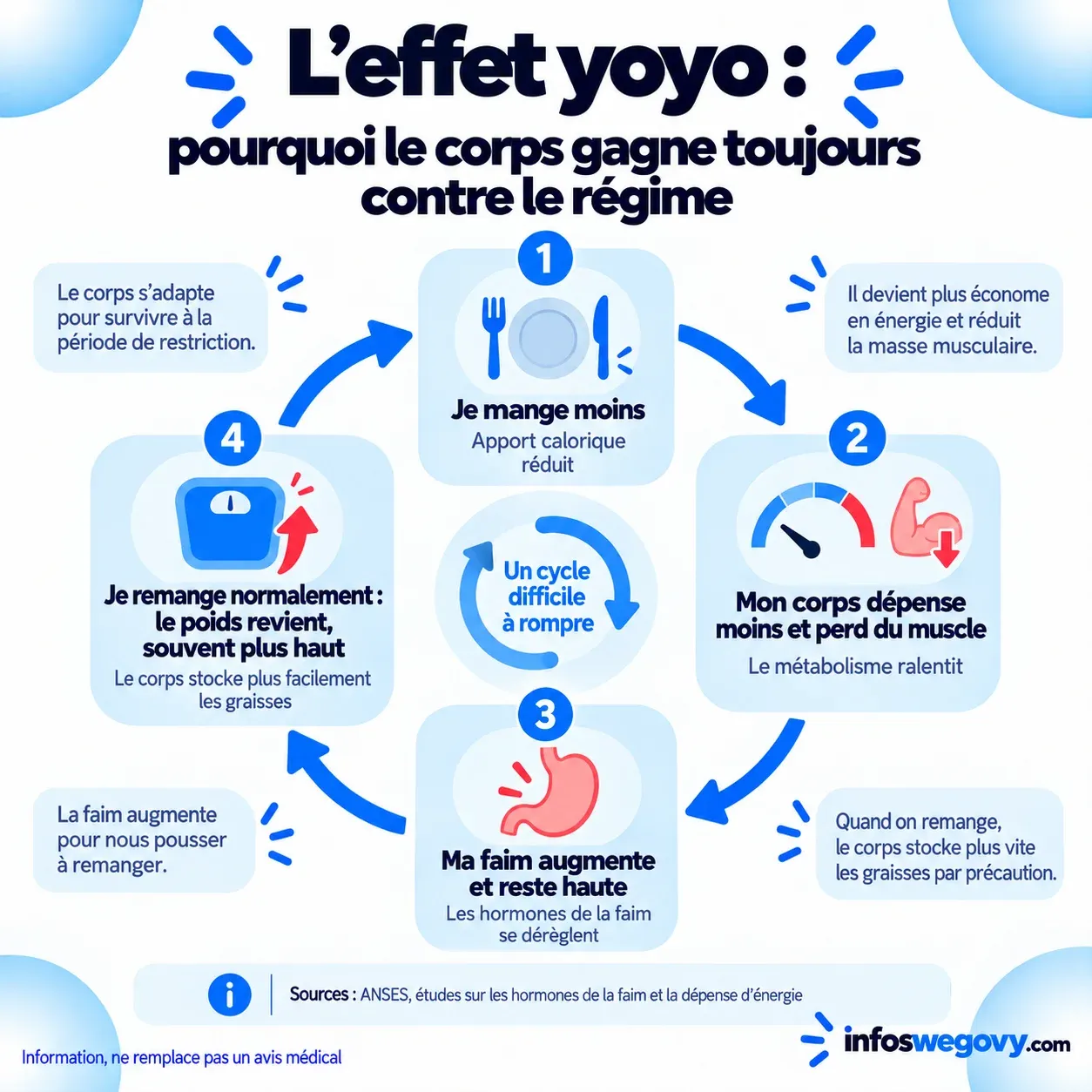 Le mécanisme de l'effet yoyo après un régime : faim qui monte, dépense d'énergie qui baisse, reprise de poids